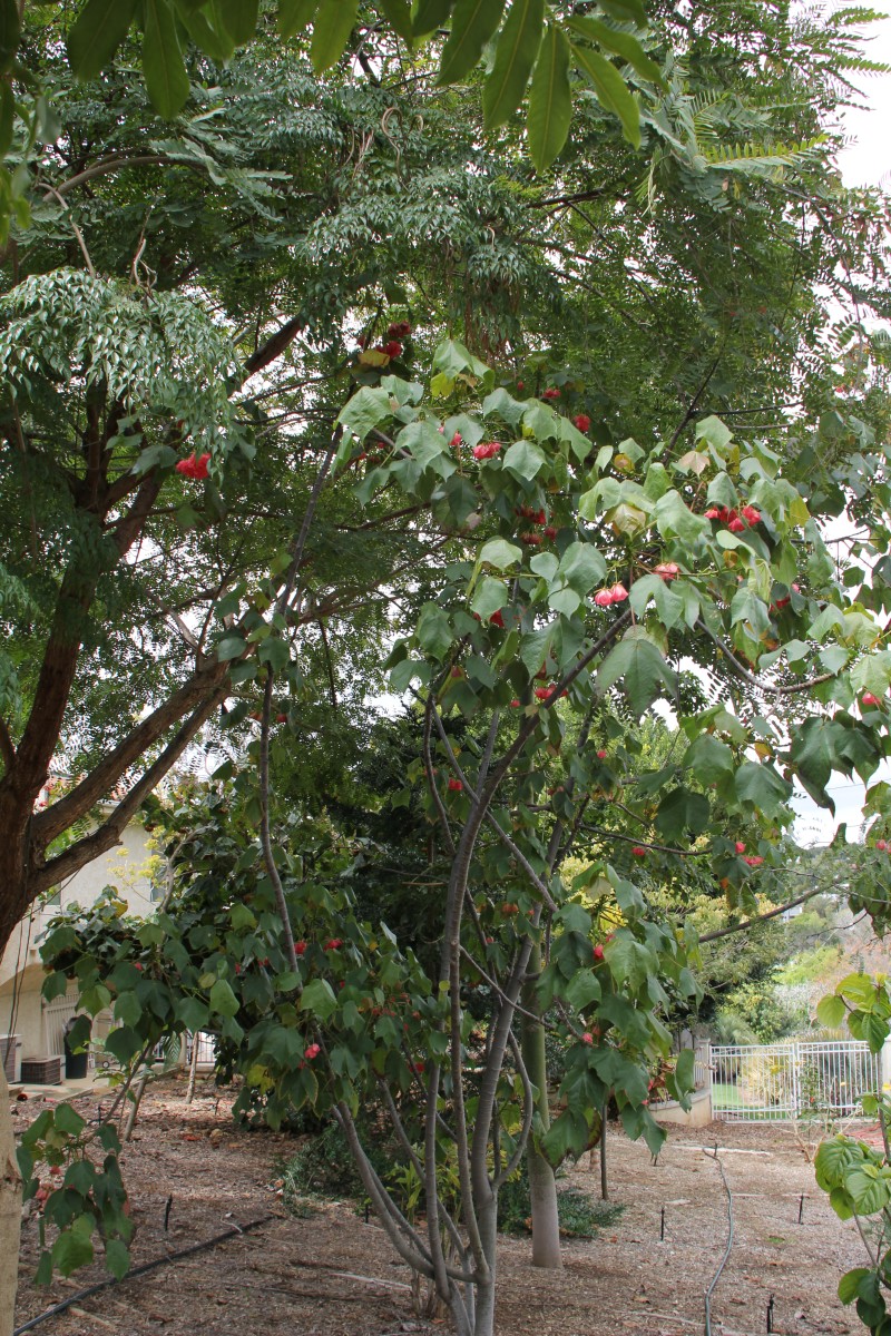 Dompya Tree Spring has sprung - DISCUSSING PALM TREES WORLDWIDE - PalmTalk
